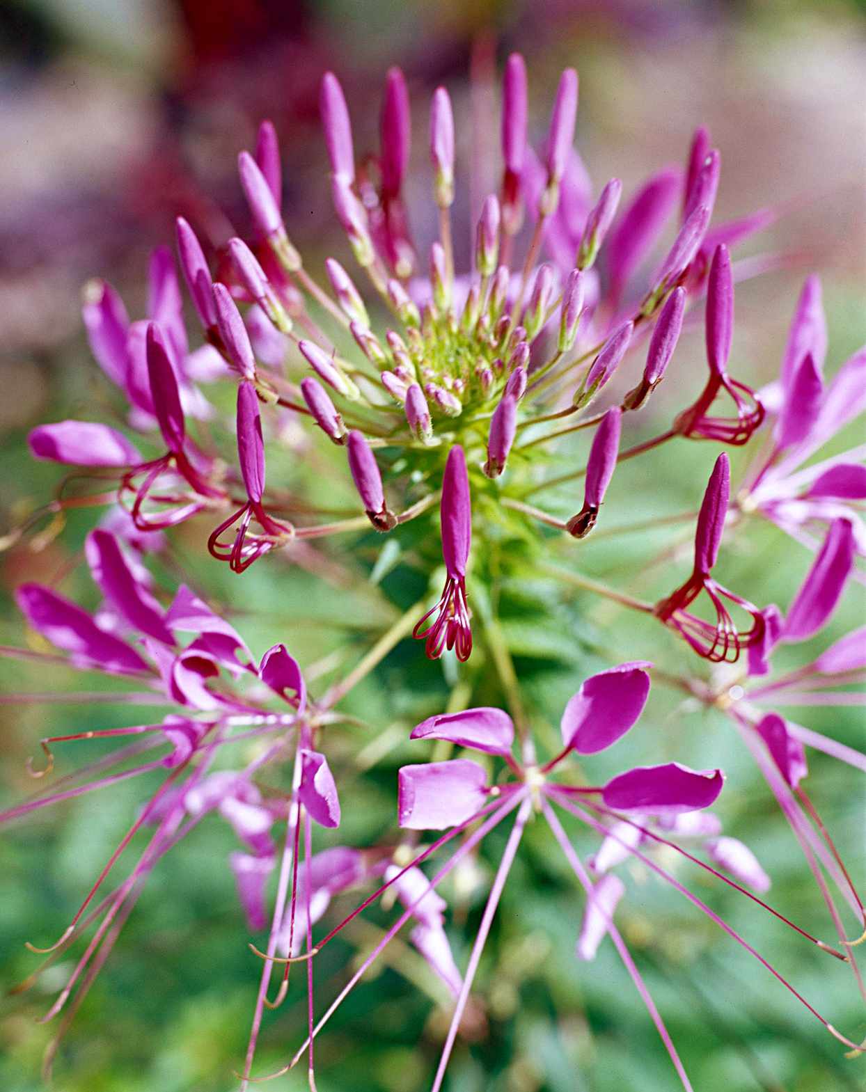 'Violet Queen' spider flower