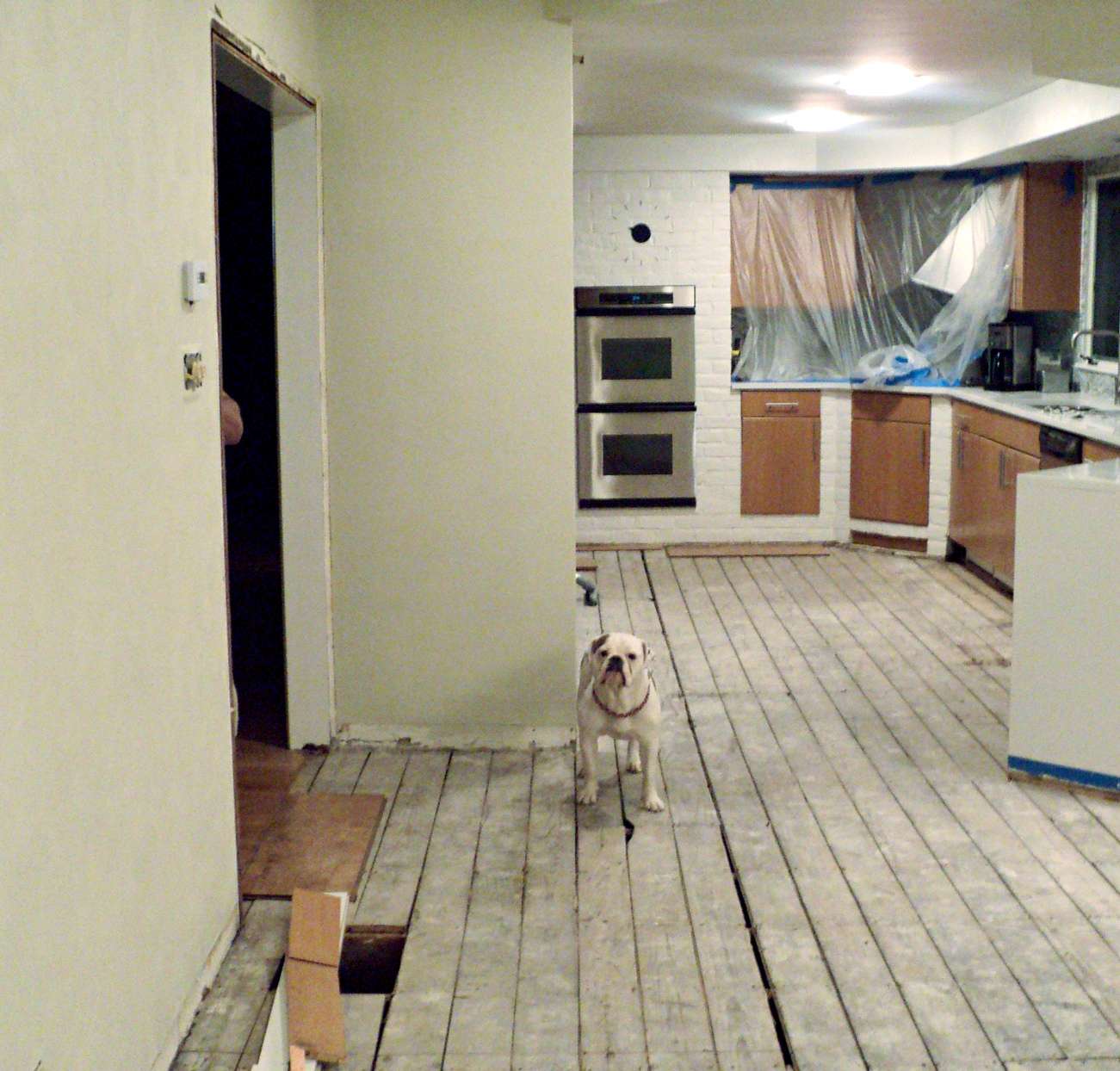 outdated kitchen with dog
