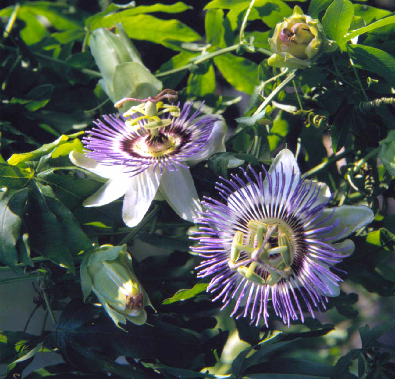Blue passionflower