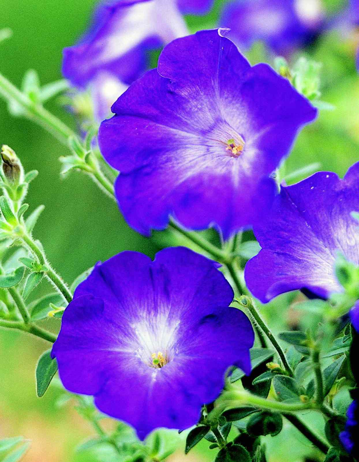 purple petunia