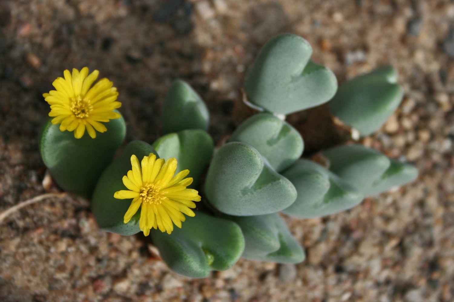 heart succulent with tiny yellow flowers