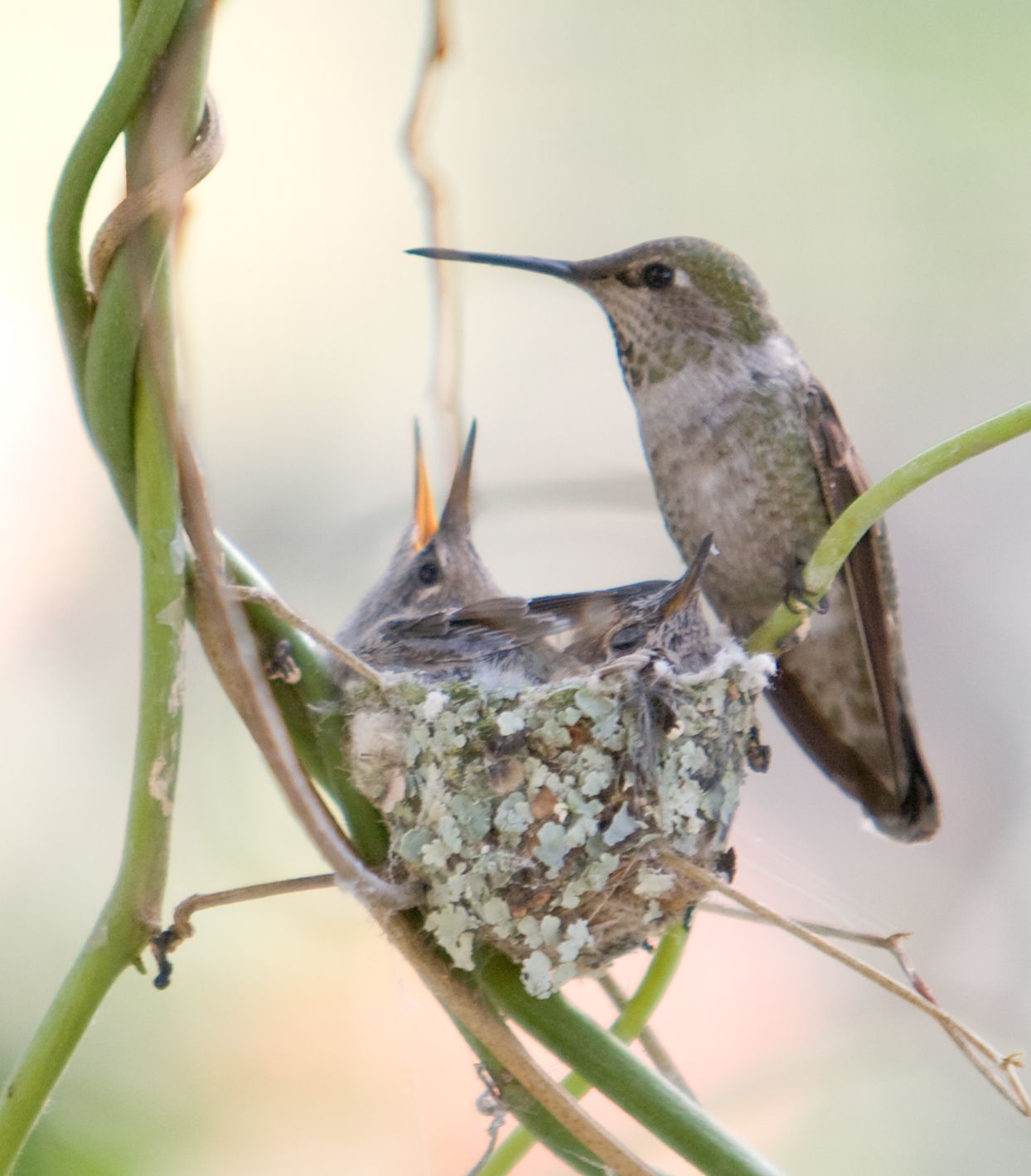 hummingbird perched on nest with babies