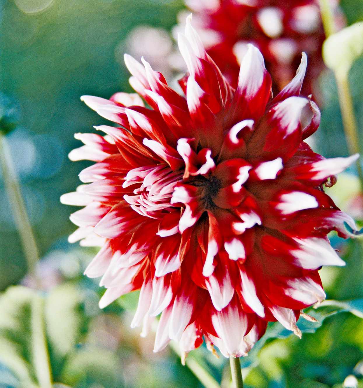 red and white 'Duet' dahlia