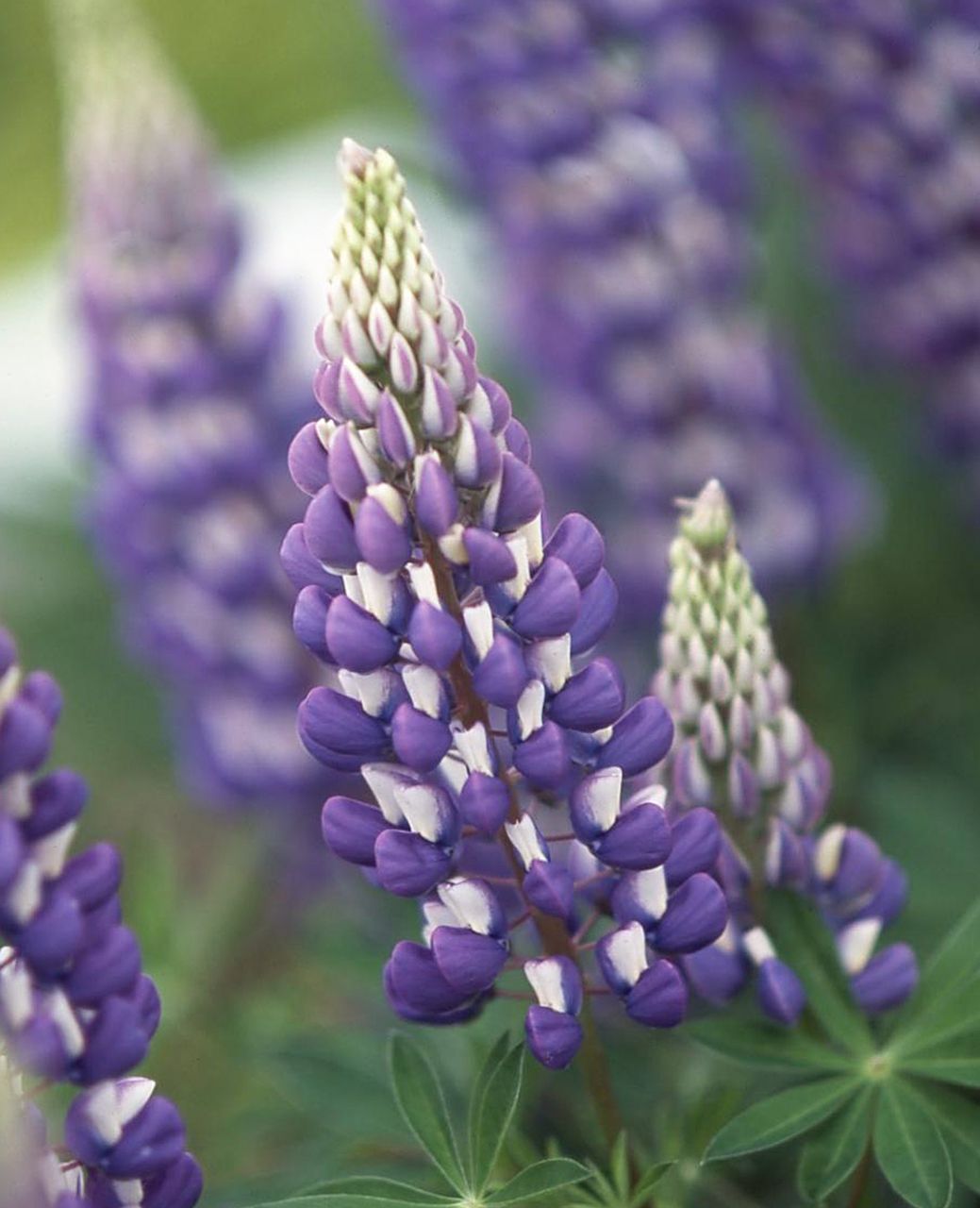 blue russell lupine