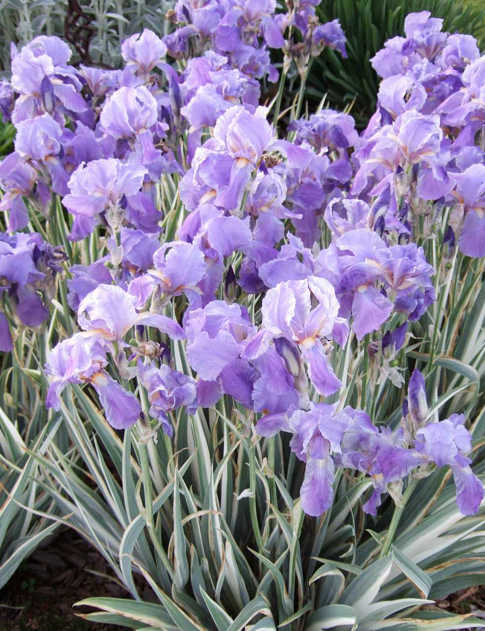 variegated sweet iris
