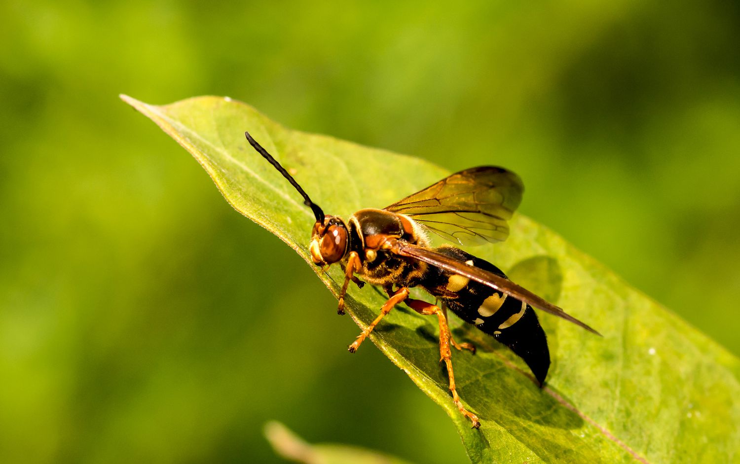 close up of a Cicada Killer on a green leaf