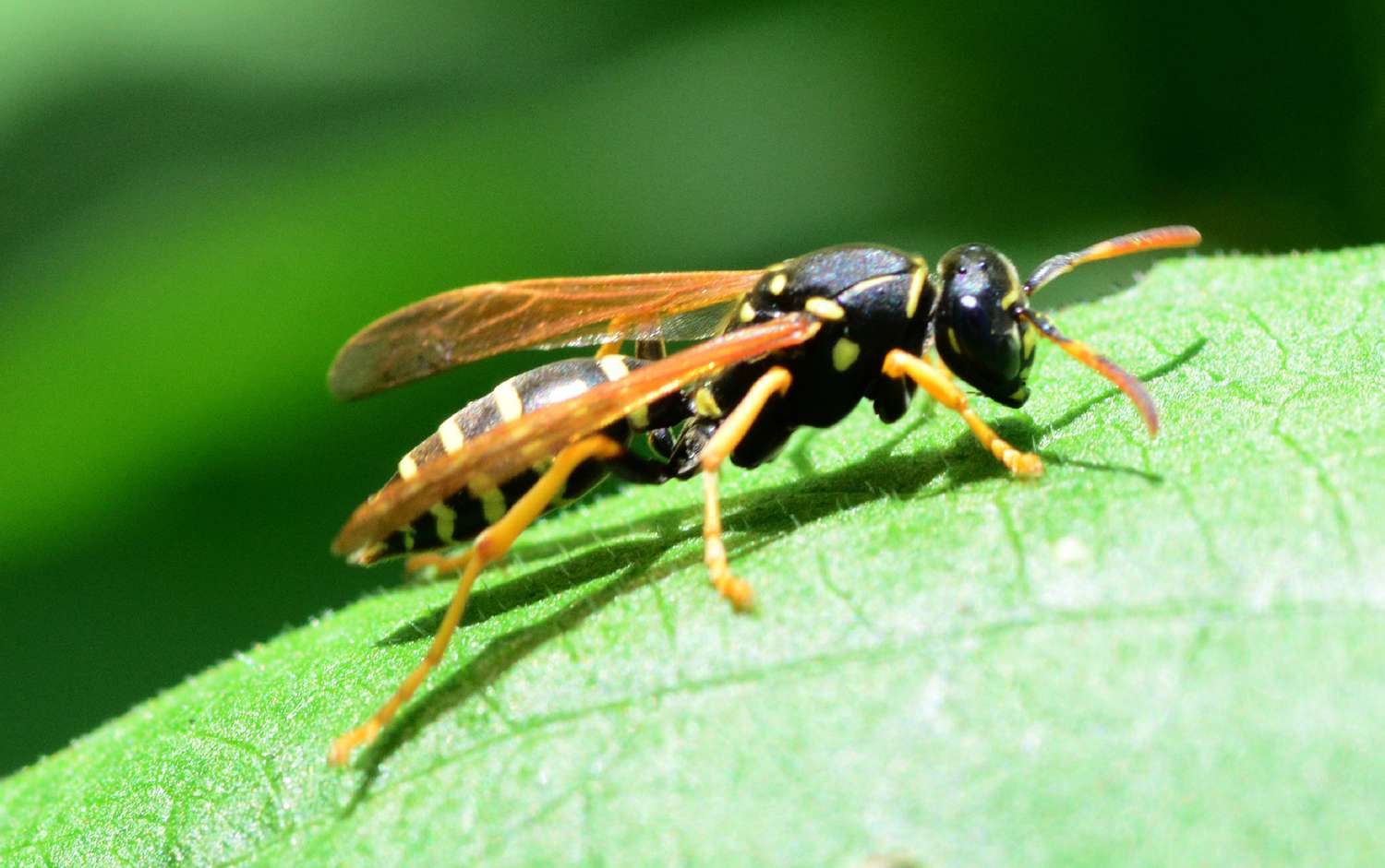 close up of a Paper Wasp on a green leaf