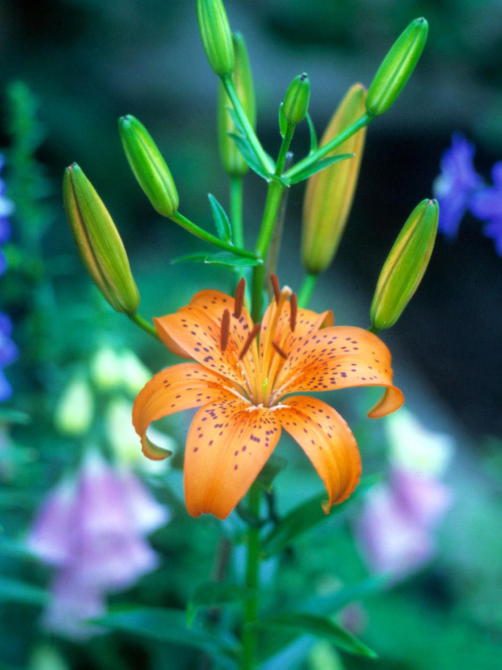 'Enchantment' Asiatic lily