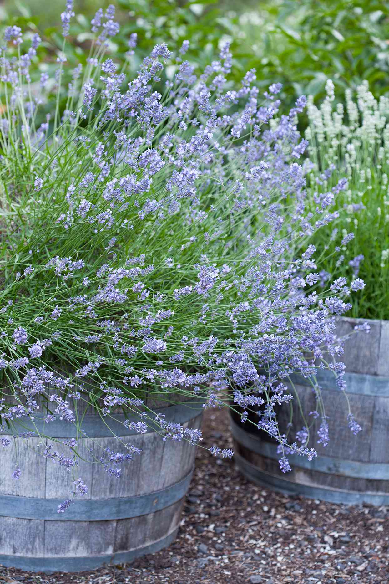 lavender plants growing in containers