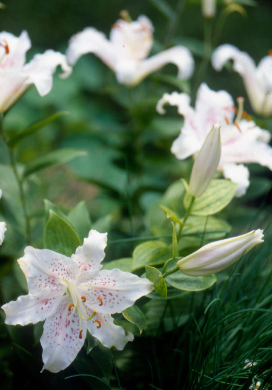 'Muscadet' Oriental lily