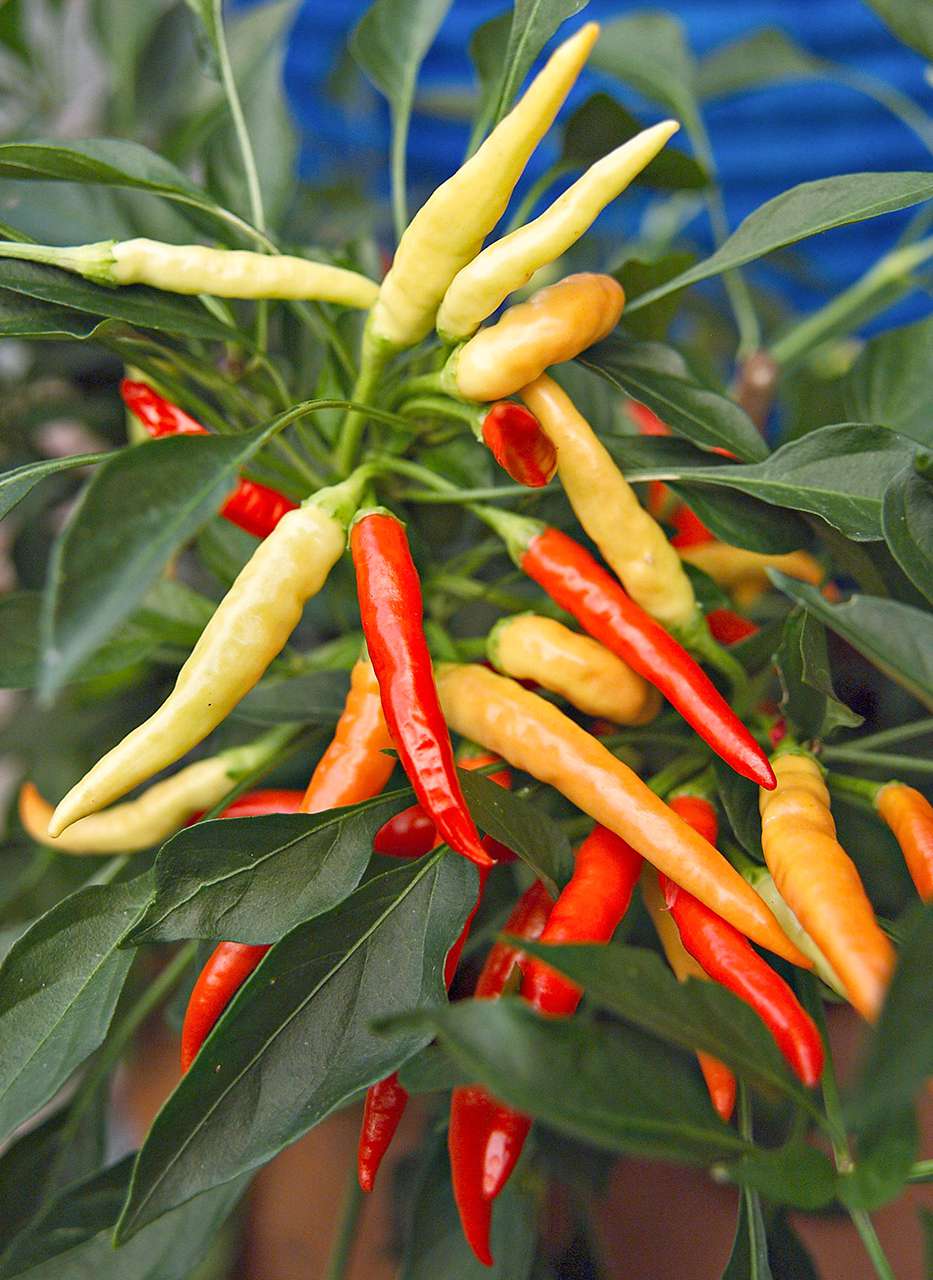 Thai Hot pepper
