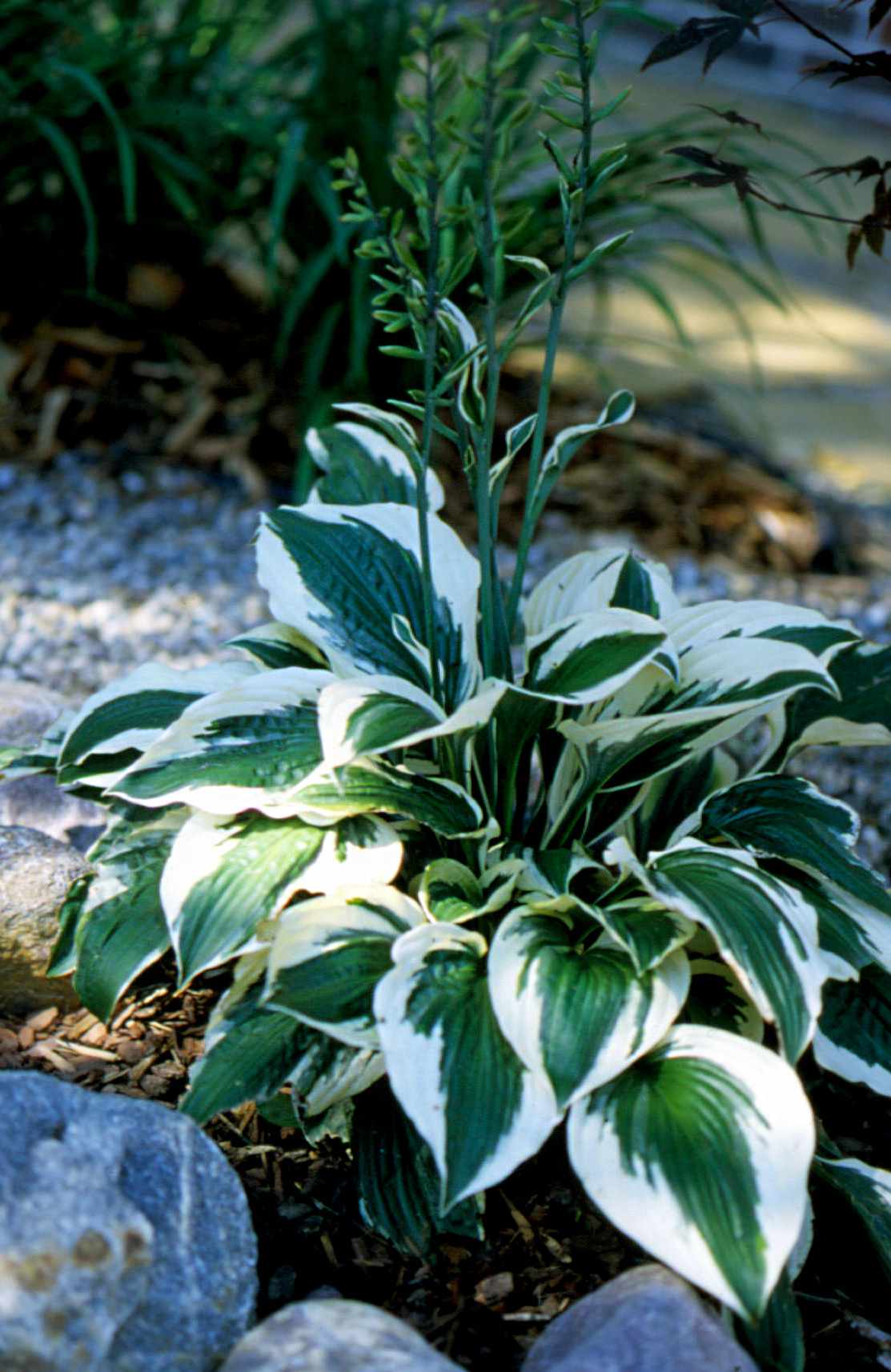 Patriot Hosta with dark green leaves and white edges