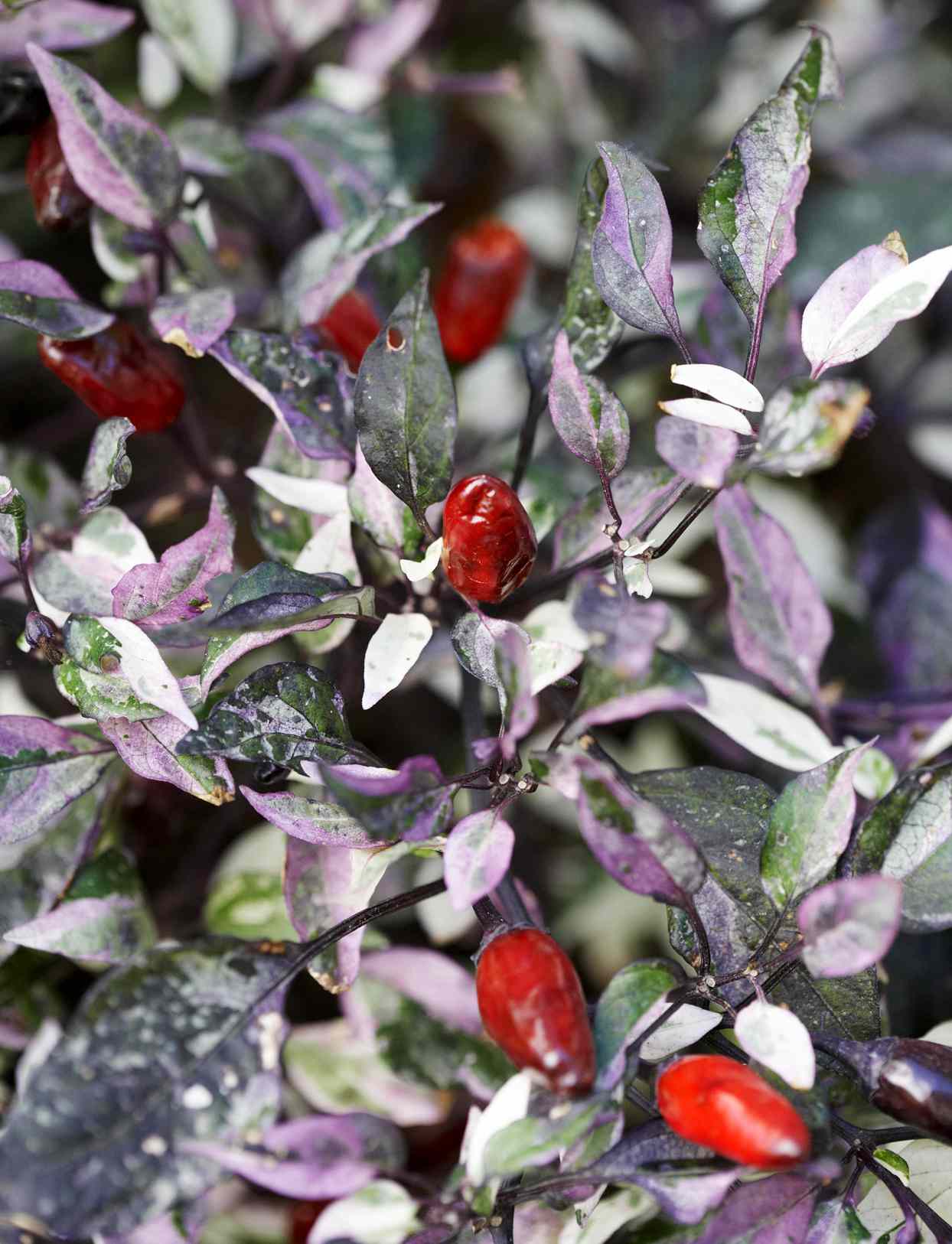 red ornamental peppers