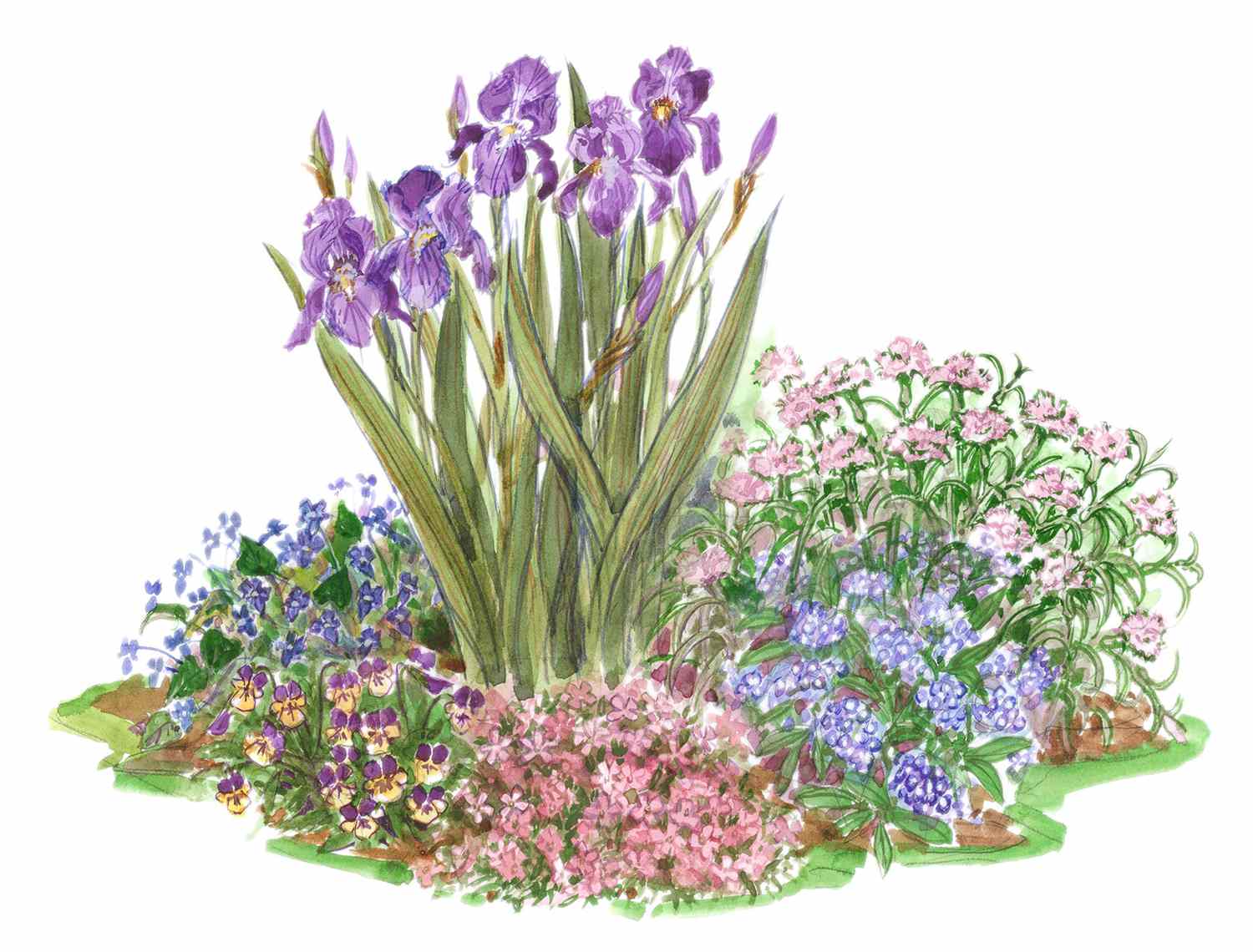 Illustration of purple irises in two color flower bed