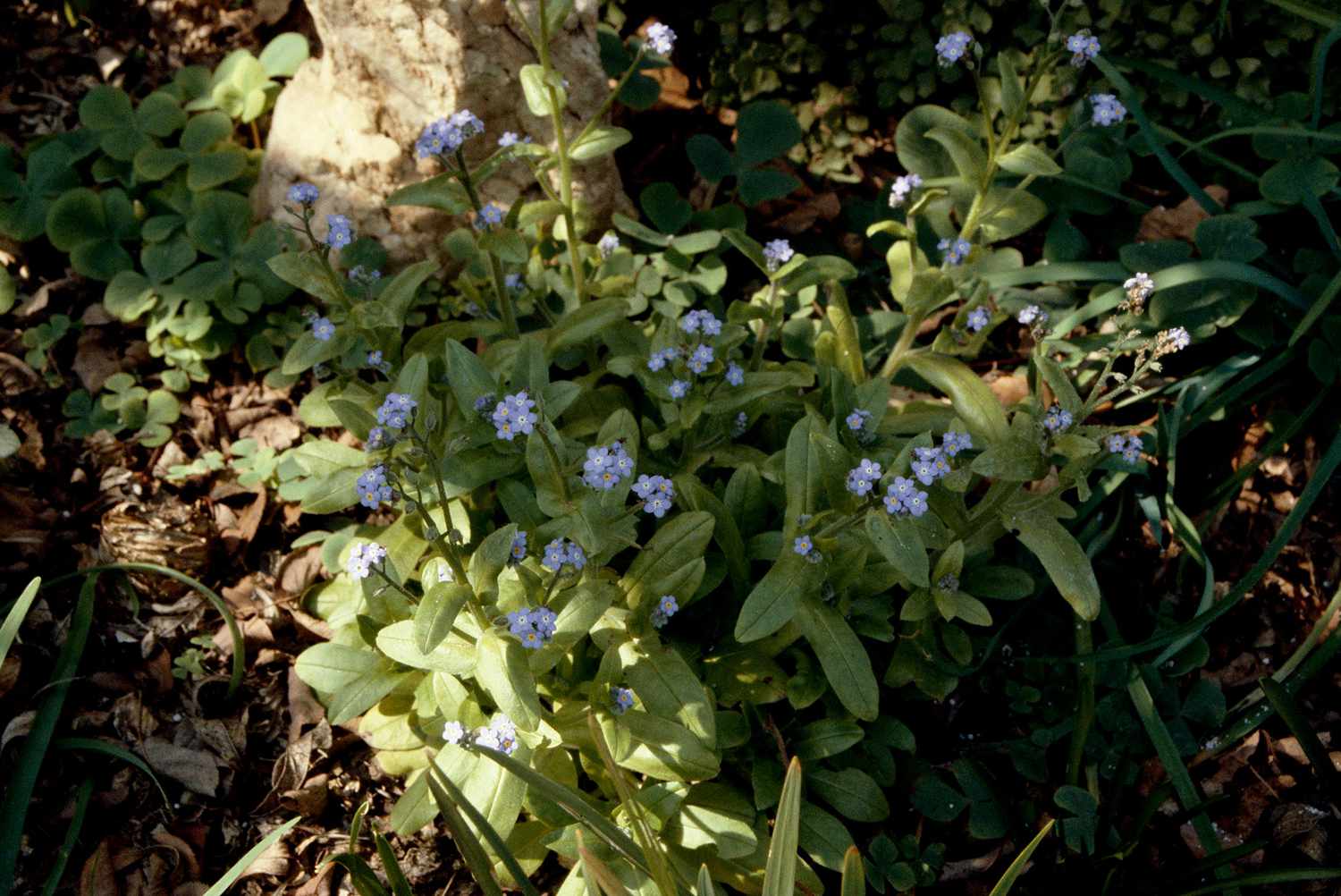 Woodland Forget-Me-Not