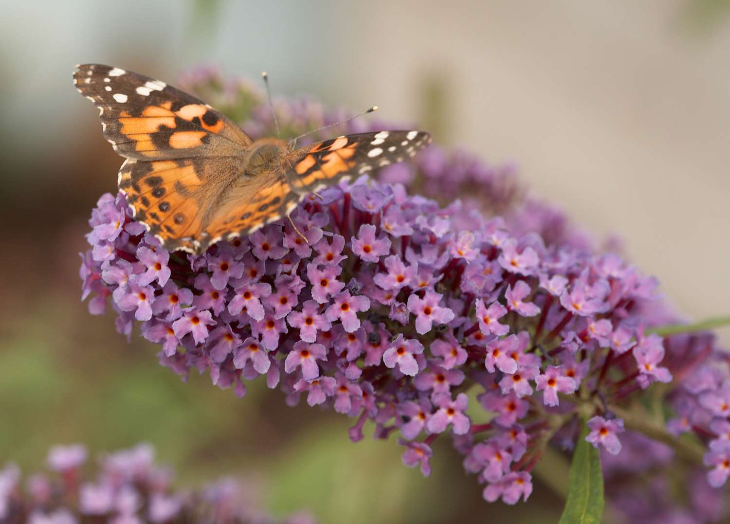flowering butterfly bush with butterfly on flowers