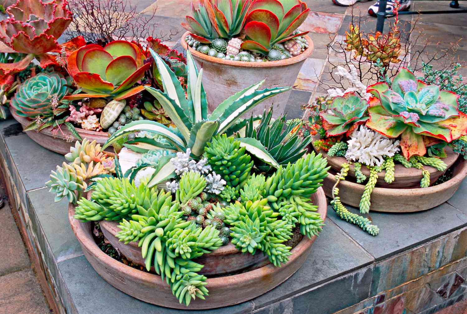 dish garden of succulents
