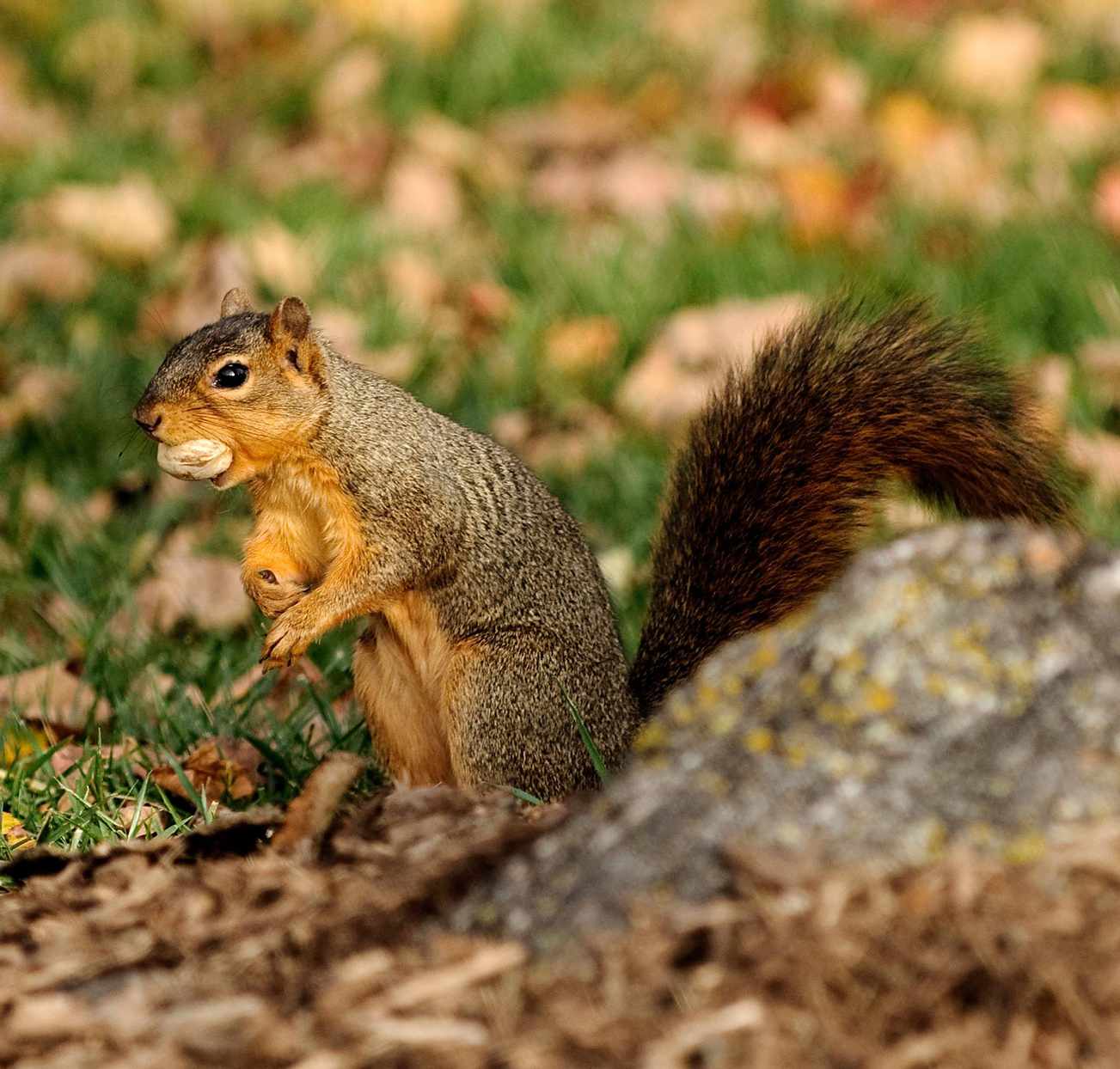 squirrel holding nut