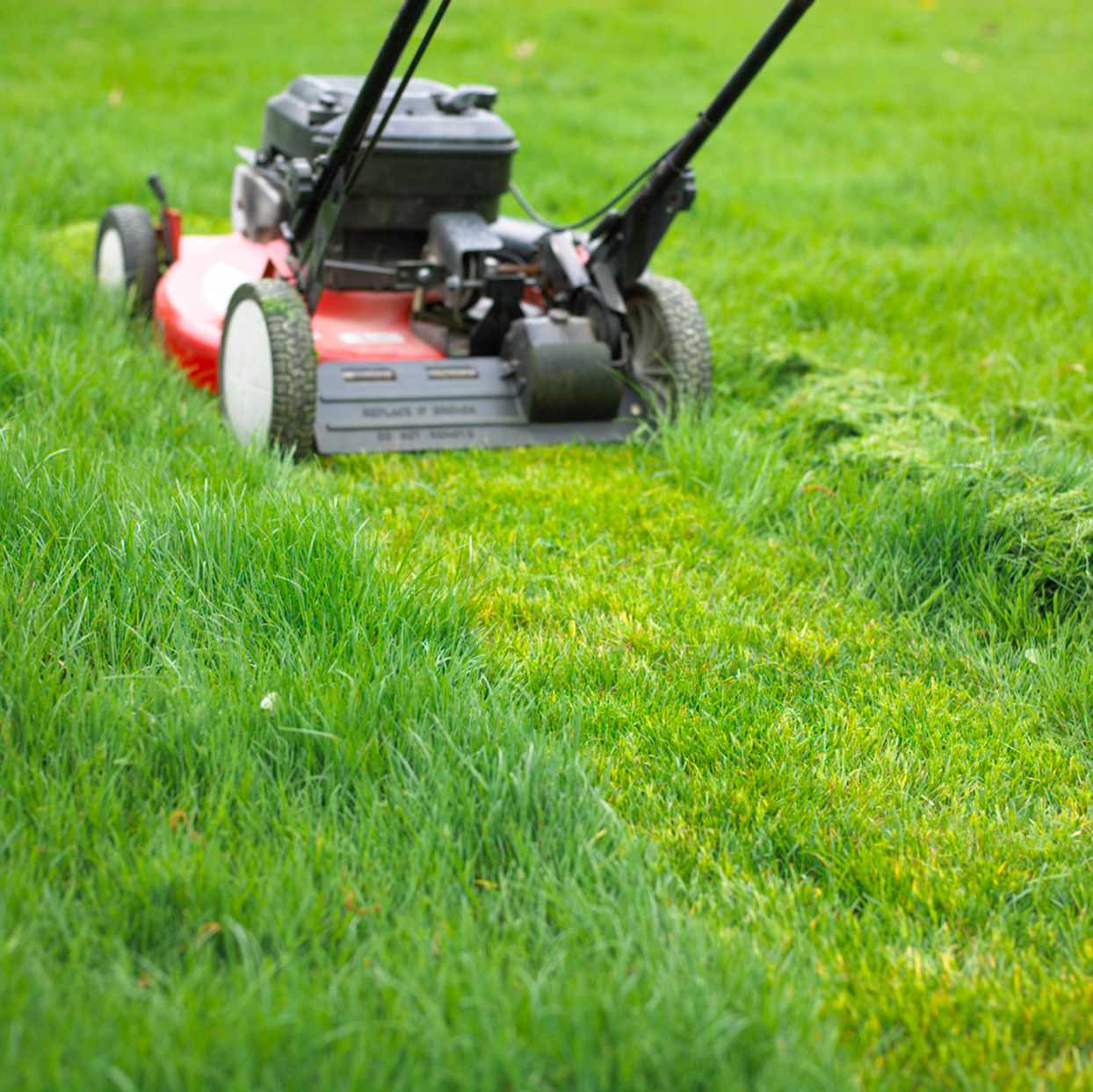 mowing grass with red lawn mower and leaving grass clippings behind
