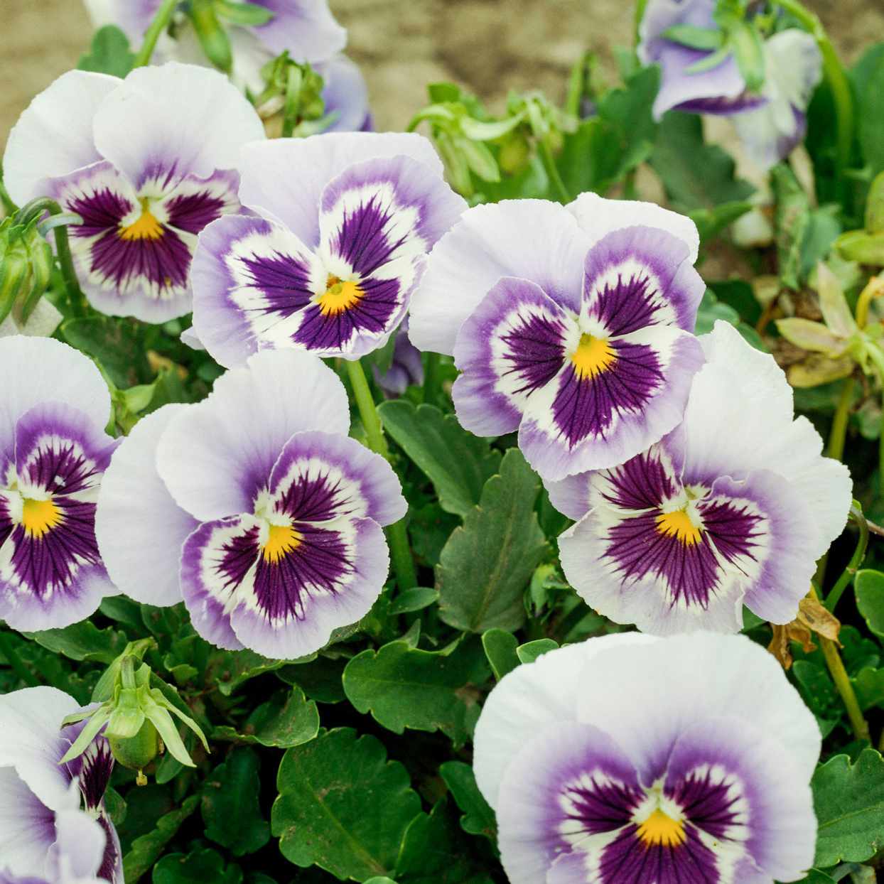 Simply Garden Pansy Winter Flowering Seeds Grow Your Own Colourful Pansies