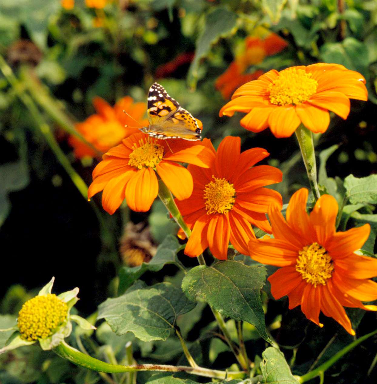 Butterfly on Mexican sunflower