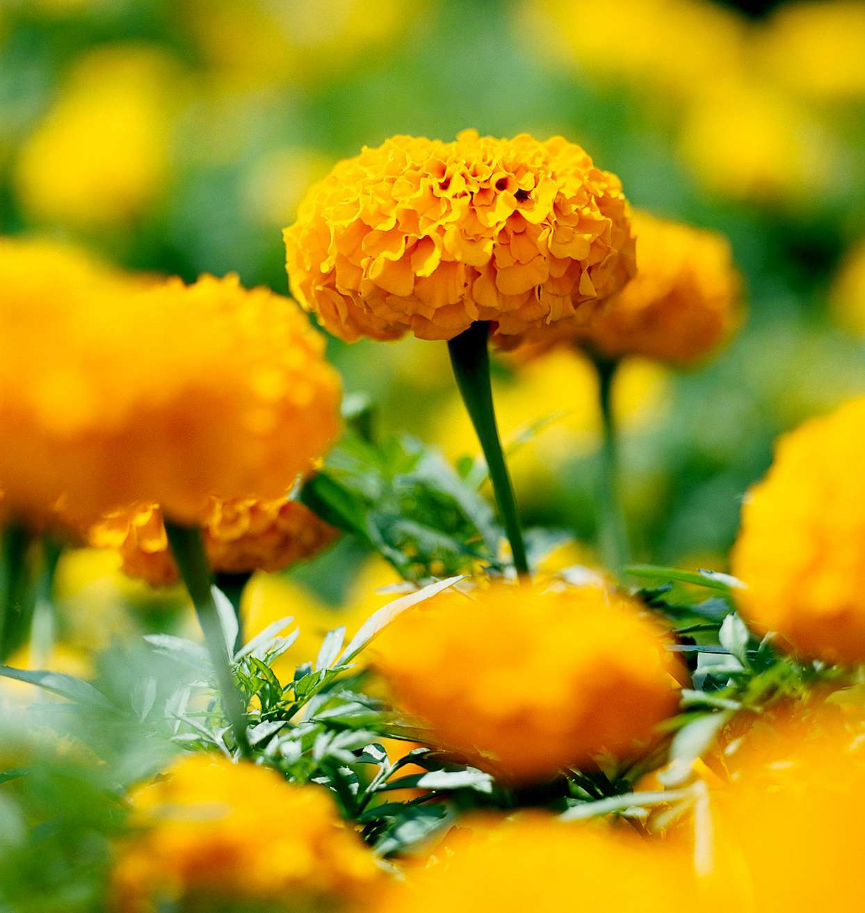 'Discovery Yellow' marigold