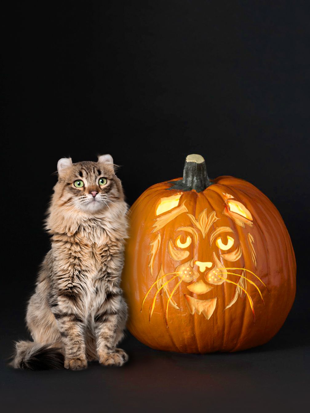 Cat Pumpkin Carving Stencil