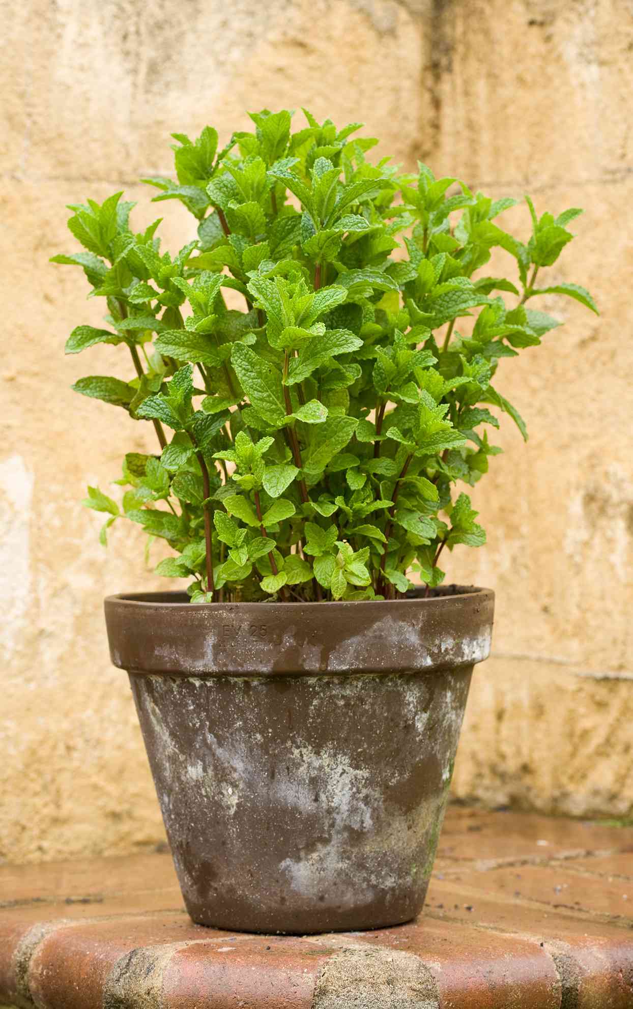 mint plant growing in container