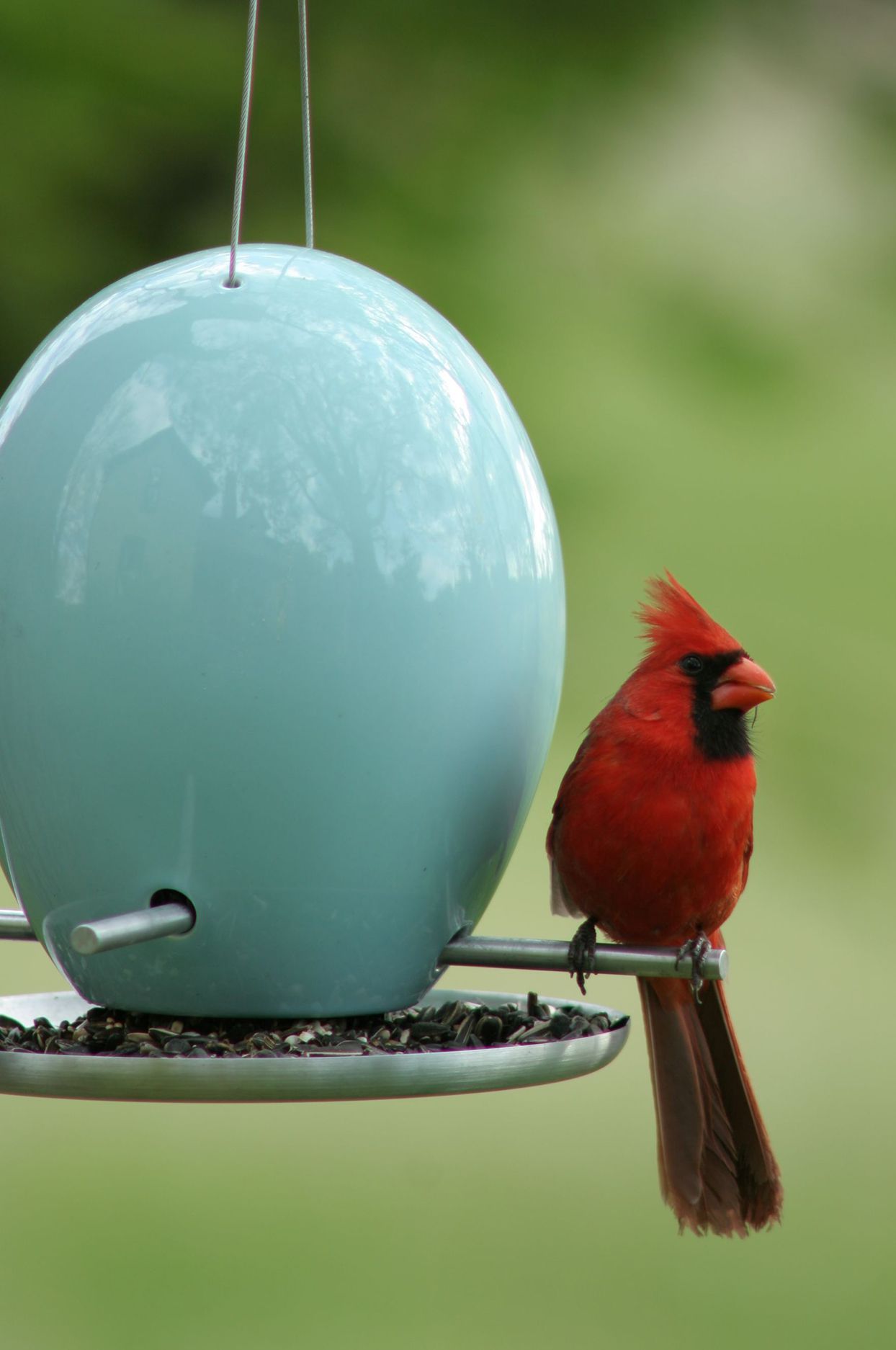 cardinal sitting on perch at blue egg shaped bird feeder with bird seed