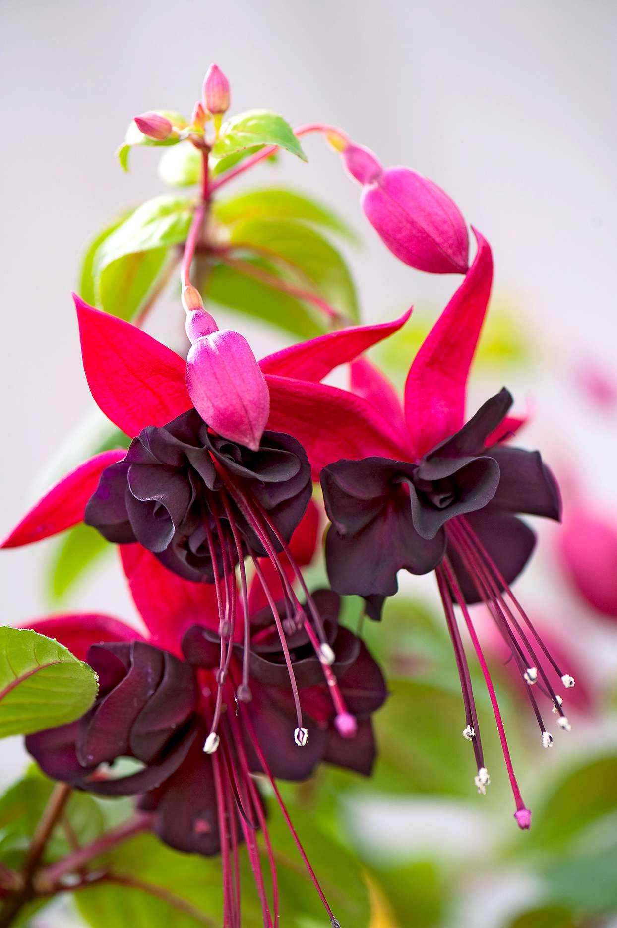 Black and pink fuchsia