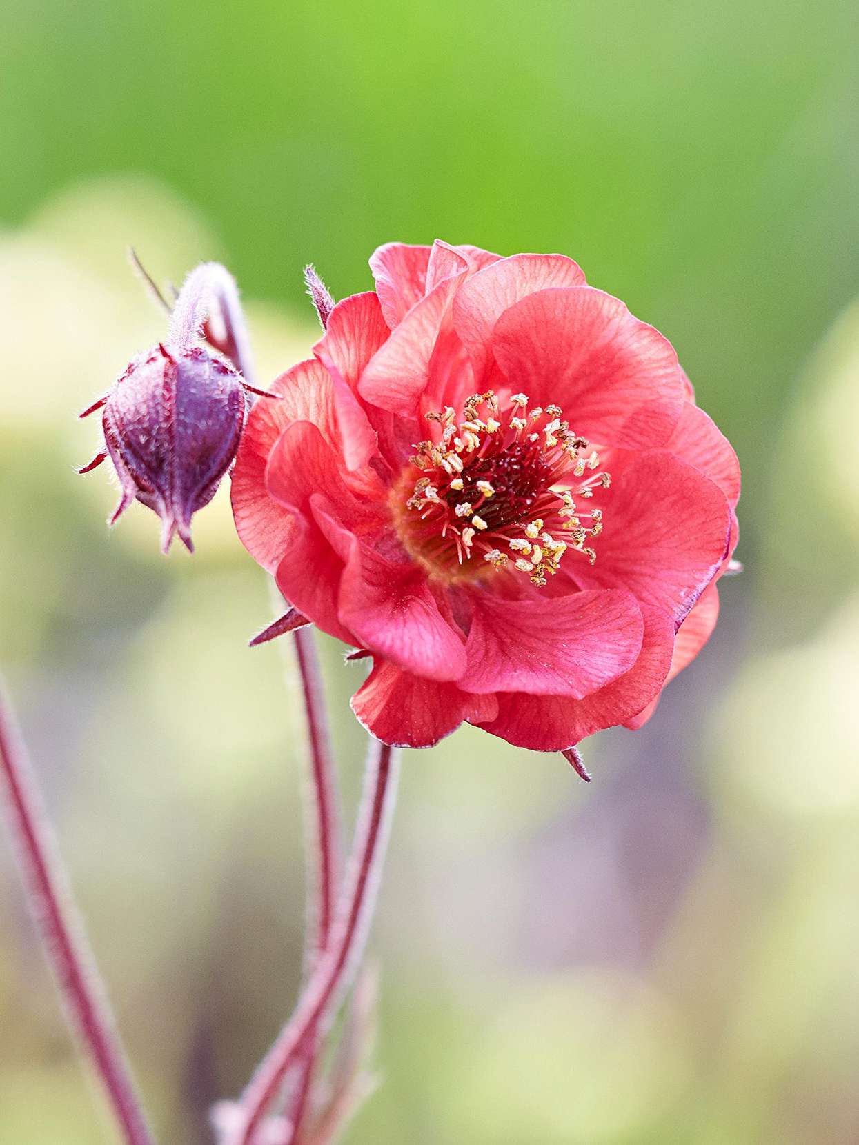 avens 'Red Wings' geum with red semidouble flowers