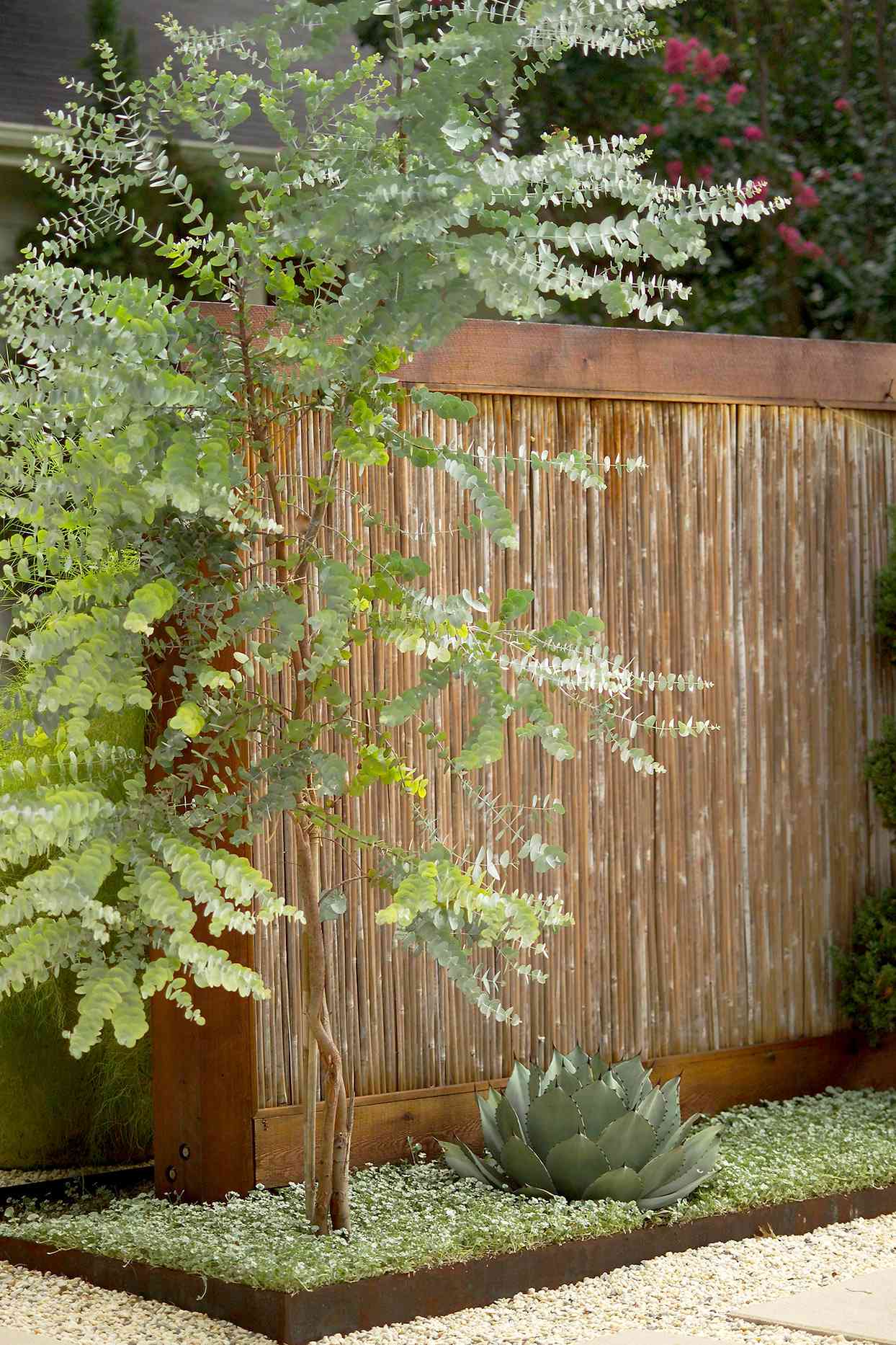 Eucalyptus tree near wooden fence