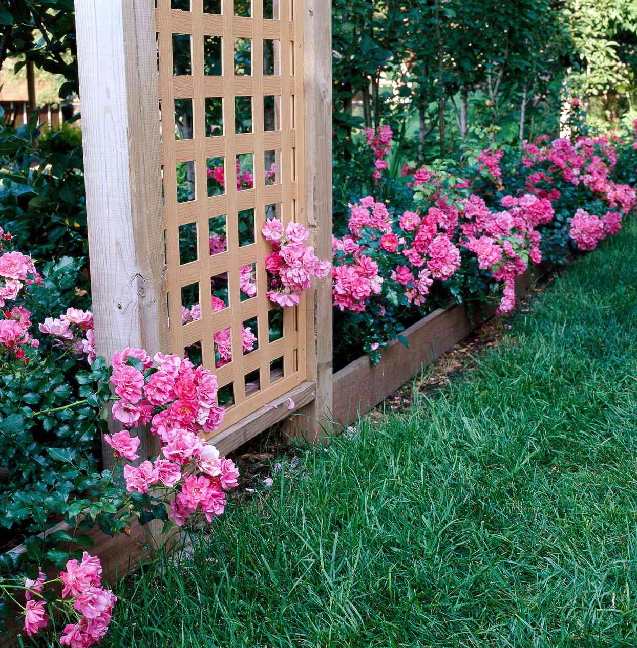 'Flower Carpet Pink' rose