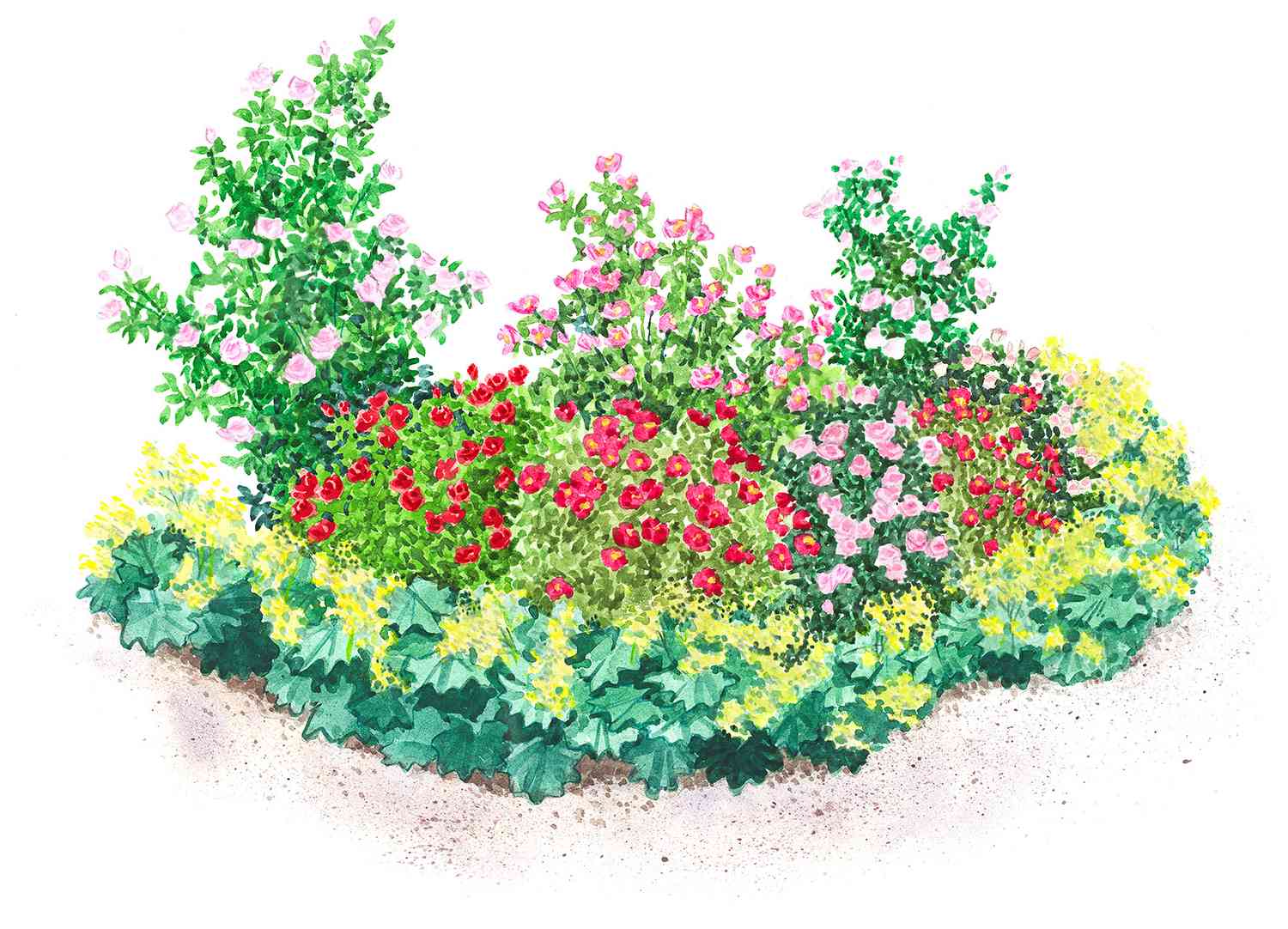 easy-care rose garden plan