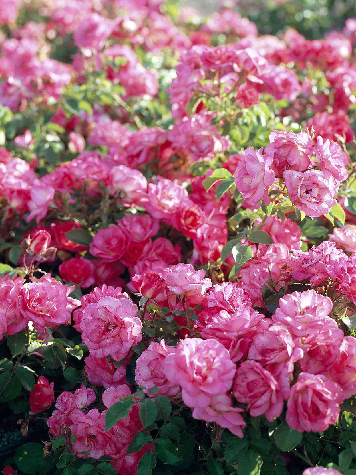 sunrise sunset rose 'baiset' with pink flowers