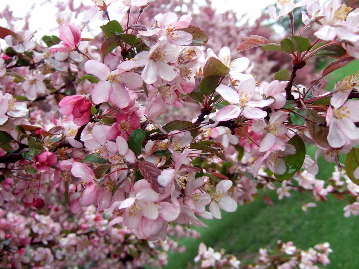 variegated pink Robinson crabapple blooms