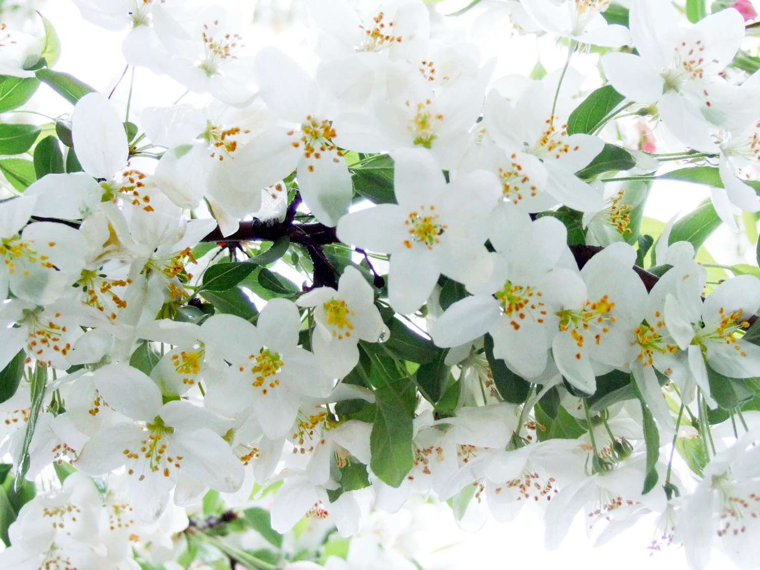 white Sugar Tyme crabapple blooms