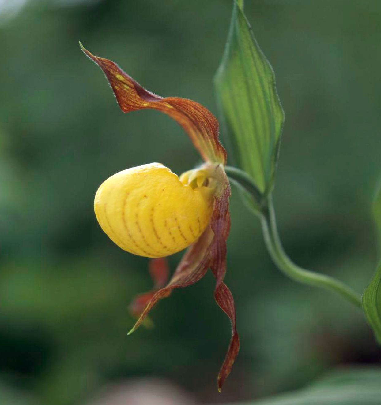 Yellow Lady's-Slipper Orchid