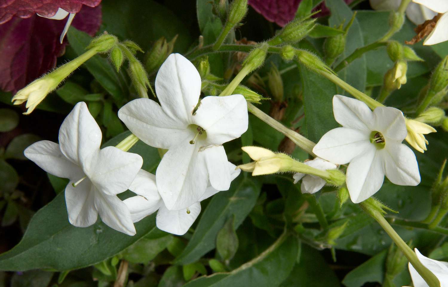 flowering tobacco white flowers