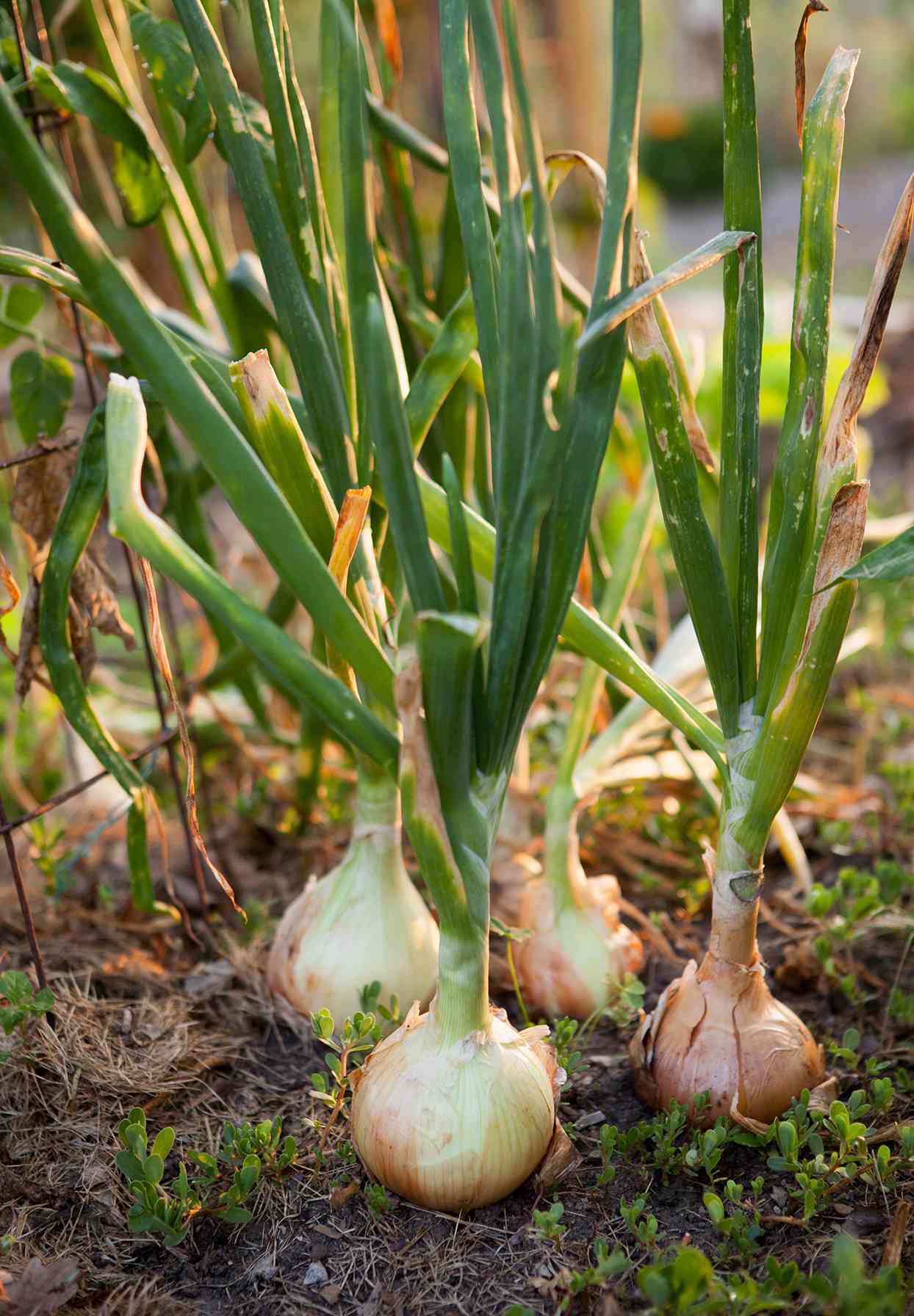 onions sitting on soil in garden with sprouts