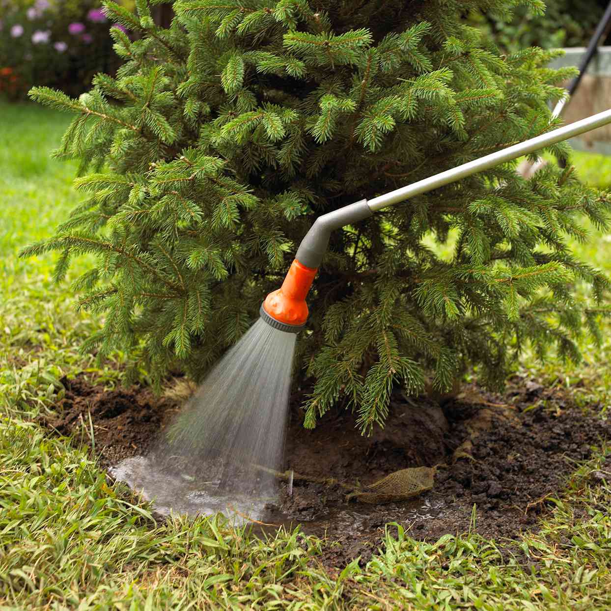 watering evergreen tree at base with sprayer hose