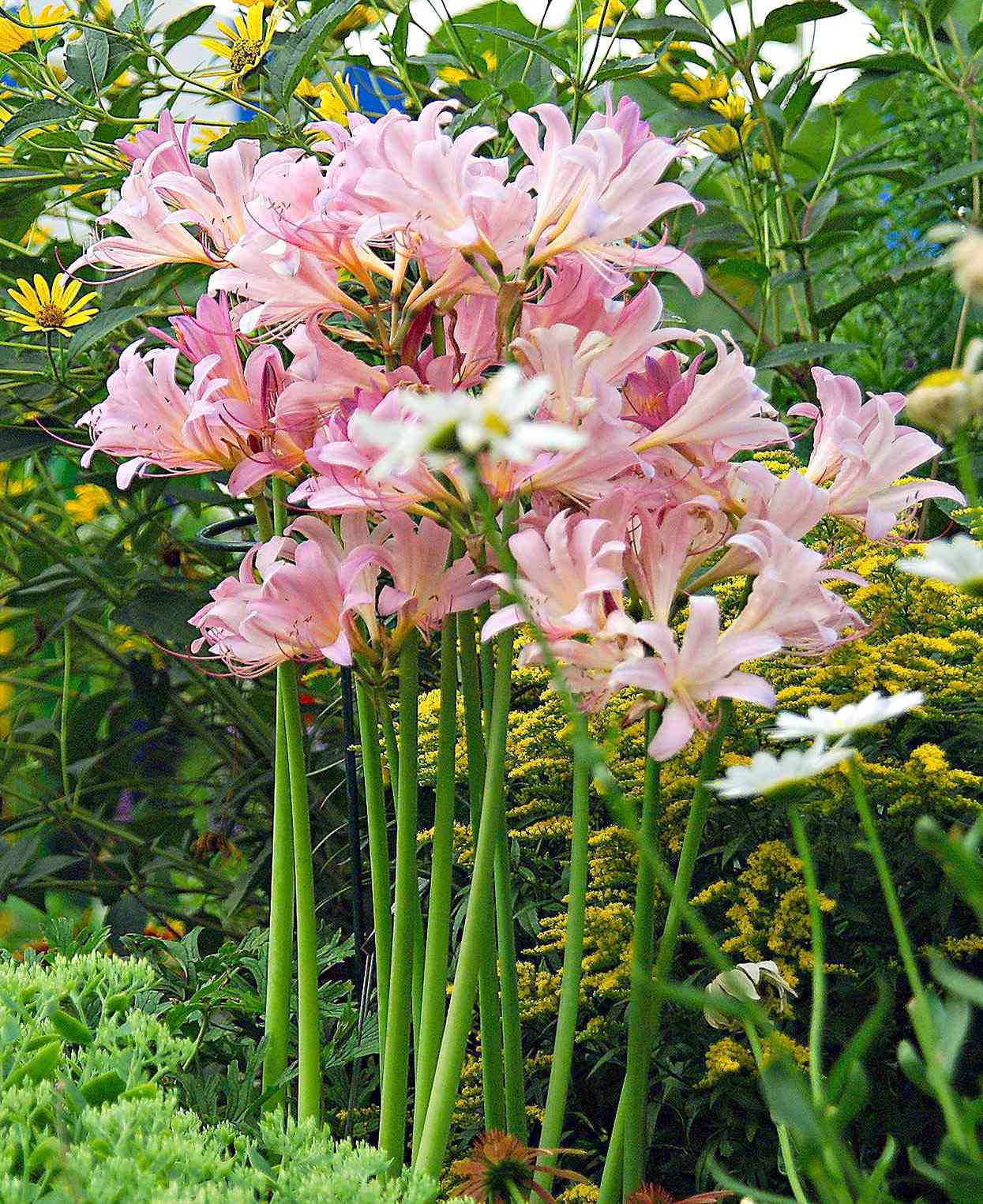pink spider lily naked ladies Lycoris squamigera