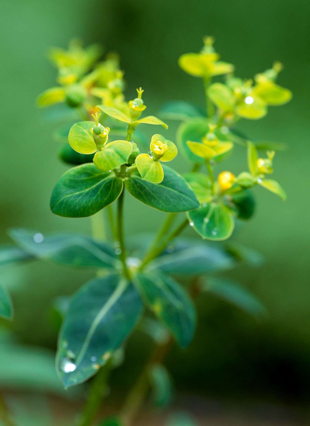 Euphorbia Excalibur spurge