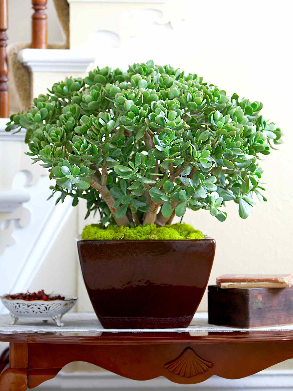 jade plant in modern black planter on table