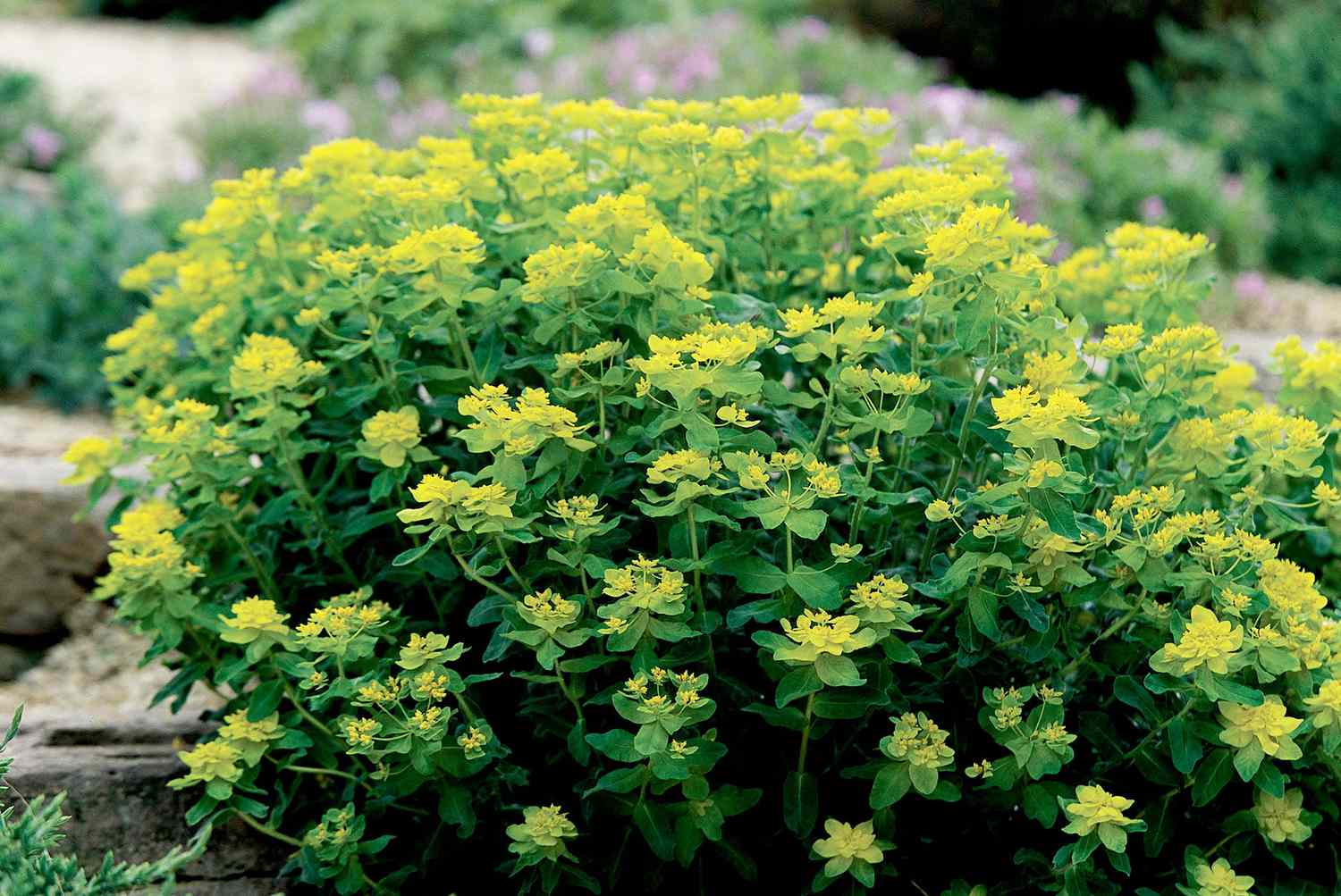 yellow Euphorbia Polychroma