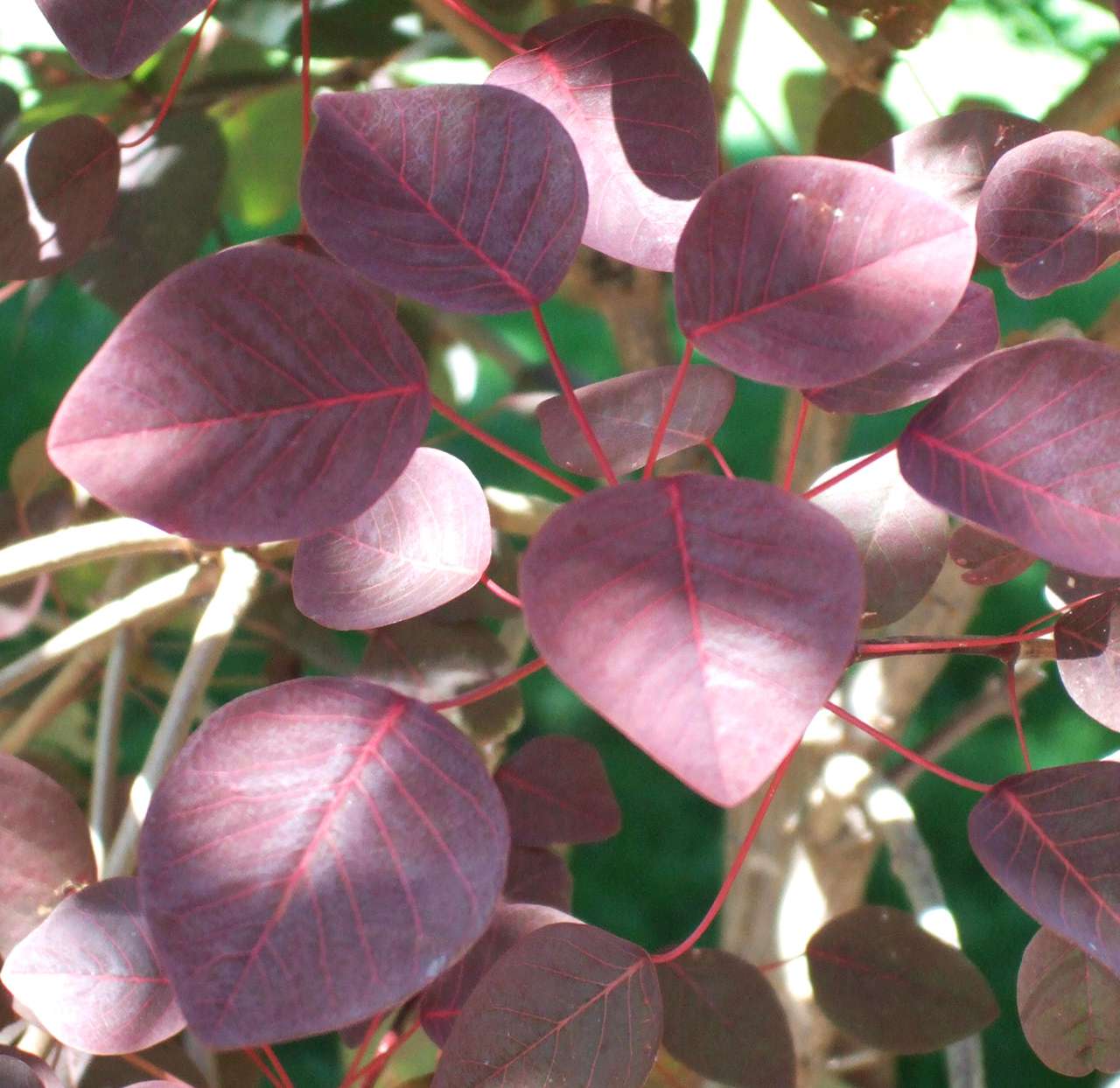 burgundy euphorbia continifolia
