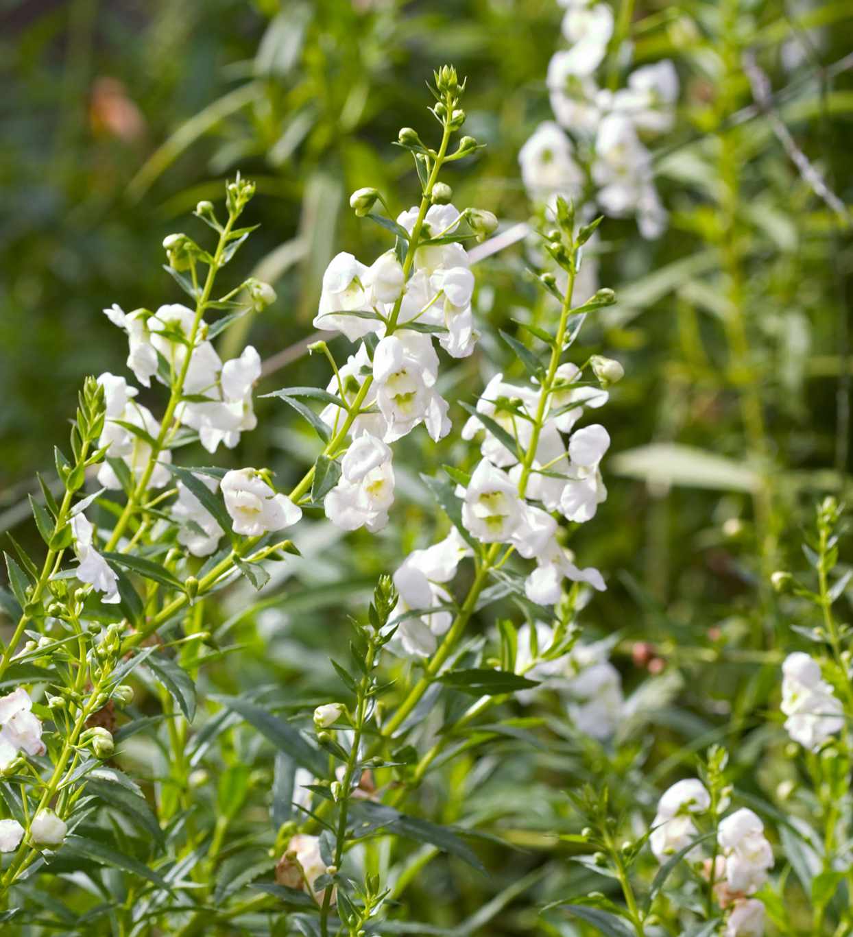 white angelonia blooms