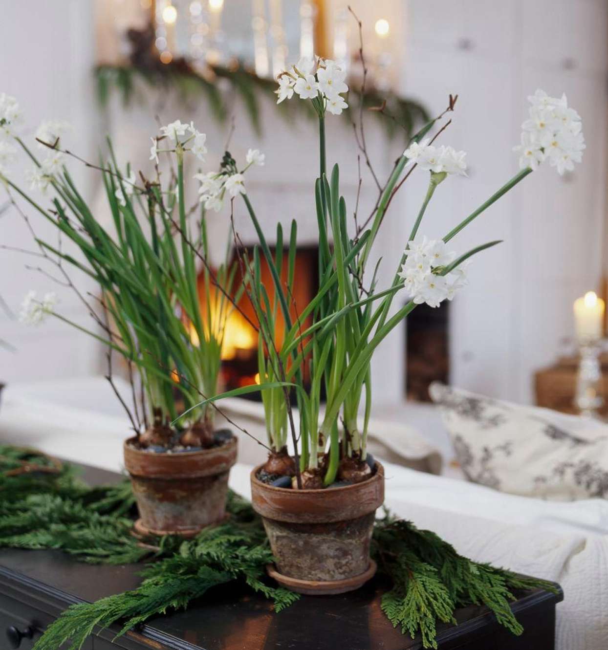 Paperwhites with Twigs &amp; Cedar Sprigs