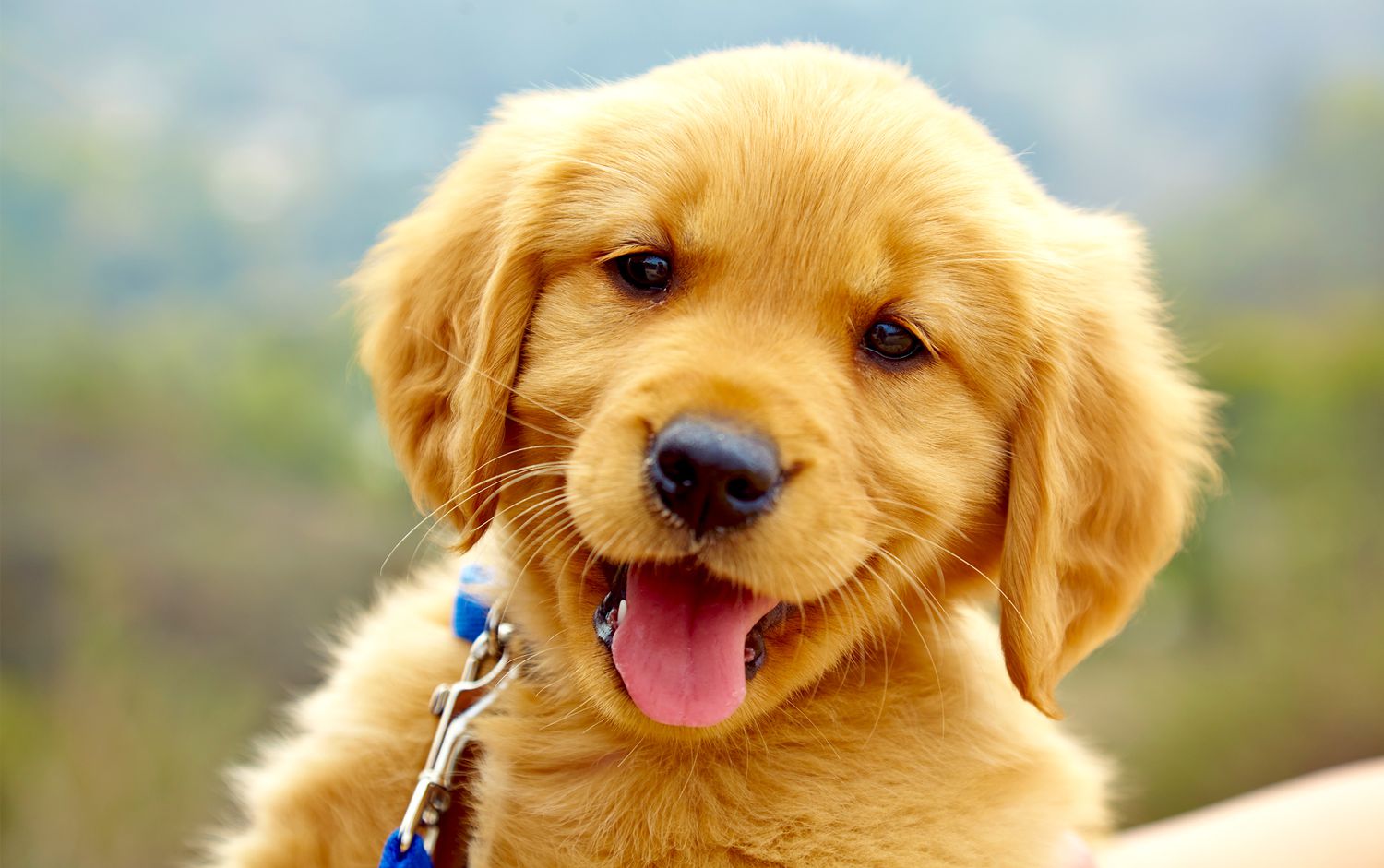 50 Cute Dog Names to Call Your Adorable Pup | Better Homes & Gardens