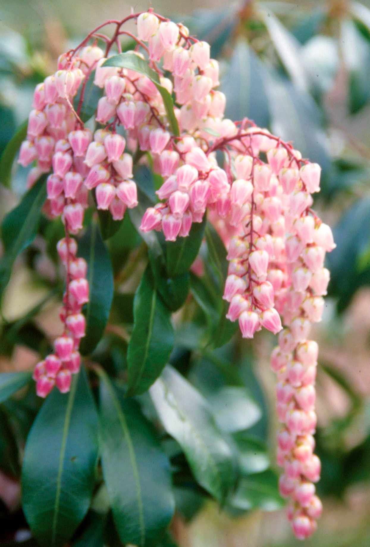 Lily-of-the-Valley Bush